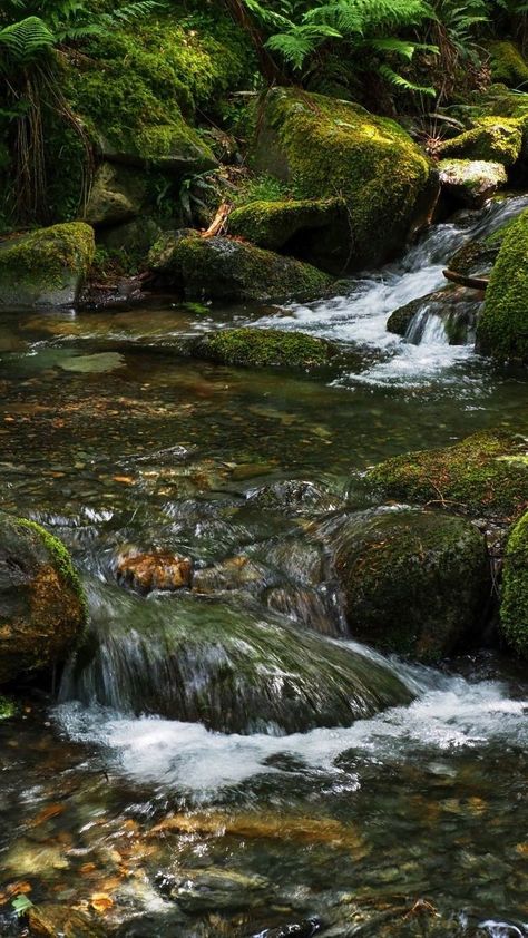 Underwater Rocks, Grandmother Willow, Small Water Gardens, Mother Earth Art, Water For Elephants, Water Stream, Forest Scenery, Waterfalls Backyard, Beautiful Scenery Pictures