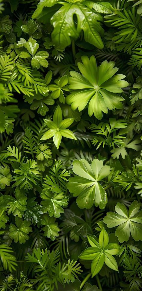 iPhone wallpapers Green Colour Background, Screen Wallpaper Plants, Plante Aesthetic, Growing Plants Wallpaper, Phone Backgrounds Plants, Green Iphone Wallpaper, Moss Phone Wallpaper, Iphone Wallpaper Plants Green, Green Colour Growing Plant Wallpaper