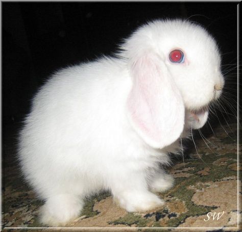 White Rabbit Red Eyes Aesthetic, Albino Bunny Aesthetic, White Rabbit Red Eyes, Red Eye Bunny, Albino Bunny, Posters Diy, Human Teeth, Poster Diy, White Bunny