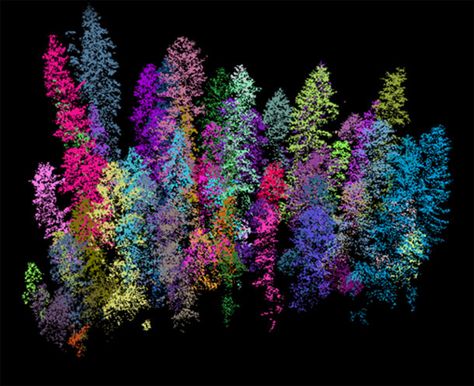 3D Mapping of Forests at Large Scale with Lidar | In the Scan Bavarian Forest, 3d Mapping, Point Cloud, Forest Canopy, Landscape Model, Spirit Science, Single Tree, Remote Sensing, Plant Images