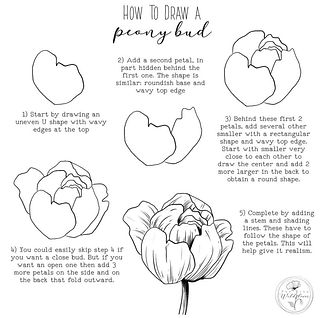 Draw A Peony, Peony Drawing, Peony Bud, Botanical Line Drawing, Easy Drawings For Beginners, Flower Drawing Tutorials, Flower Art Drawing, Flower Sketches, Floral Drawing