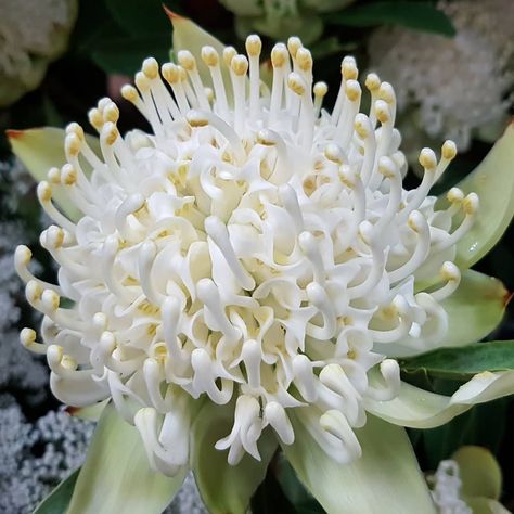 White Waratah, Waratah Flower, Australian Natives, Pool Landscape, Australian Flowers, Landscape Plants, Australian Plants, Shady Lady, Australian Flora