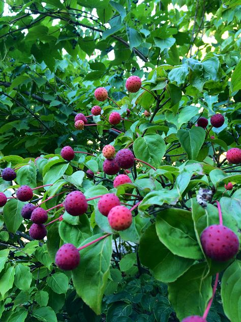 Cornus Kousa varieties Kousa Dogwood, Arbutus Unedo, Cornus Kousa, Fruit Growing, Strawberry Tree, Watermelon Juice, Growing Fruit, Best Fruits, In The Flesh