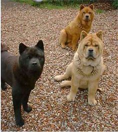 The coat may be red, black, blue, cinnamon/fawn, or cream.Not all these color varieties are recognized as valid in all countries. Individuals with patchy or multicolored coats are considered to be outside the breed standard. Chow Chow eyes are typically deep set and almond shaped. #chowchowdogs Chow Puppies For Sale, Chow Dog Breed, Black Chow Chow, Chow Chow Puppies, Chow Puppies, Dog Breeds Pictures, Chow Chow Dog, Chow Dog, Chow Chow Puppy