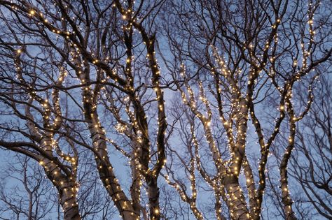 How to Put Christmas Lights on Tall Outdoor Trees | Davey Blog Christmas Lights In Outdoor Trees, Outdoor Christmas Solar Lights, Christmas Lights In Trees Outdoor, Christmas Lights Outdoor Tree, Outdoor Christmas Lights Tree, Outdoor Christmas Lights On Trees, How To Put Lights On Outdoor Tree, Christmas Lights On Trees Outdoor, Christmas Lights Outdoor Trees