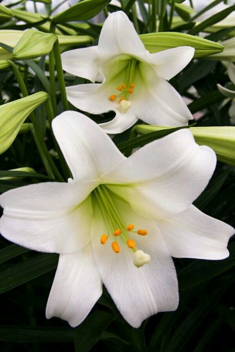 Lirio Christmas Lily, Easter Lilies, Lily Plant, Easter Lily, Lily Plants, Lily Bloom, Flowers Delivered, White Gardens, White Lilies