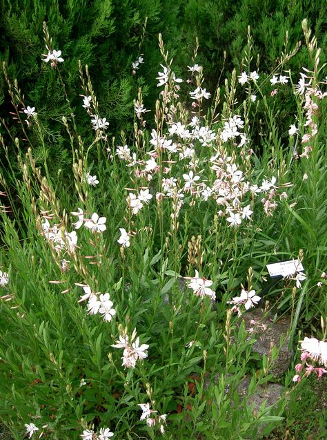 White Gaura, Gaura Plant, Butterfly Bush, Yard Design, Flower Branch, White Butterfly, Flower Seeds, Caicos Islands, Zambia