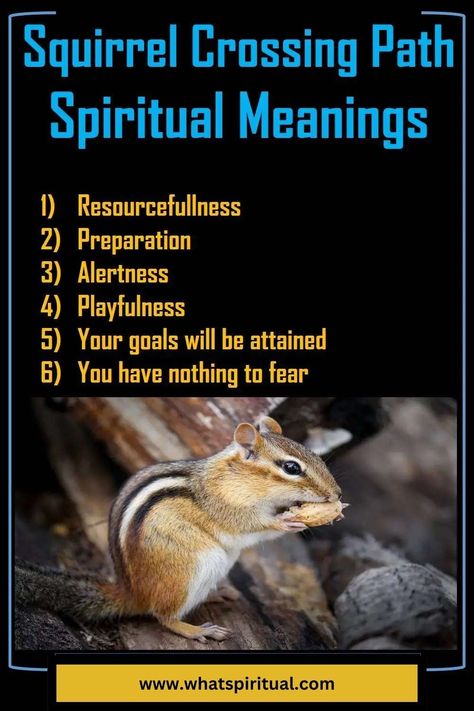 11 Spiritual Meanings of A Squirrel Crossing Your Path 2 Squirrel Spirit Animal, Spells Jars, Animal Totem Spirit Guides, Spirit Animal Meaning, Pagan Spirituality, Animal Meanings, Black Squirrel, Spirit Signs, Spirit Animals