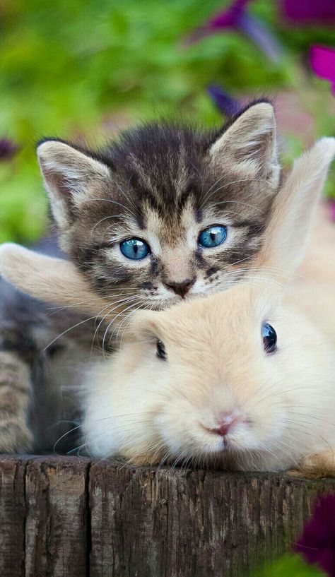 Cat And Rabbit, Cutest Bunny Ever, Rabbit Wallpaper, Adorable Bunnies, Silly Animals, Funny Cute Cats, Cat Wallpaper, Animal Rights, Cute Little Animals