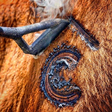 Cattle brand Branding Cattle Photography, Branding Cattle, Horse Branding, Ranch Branding, Cattle Branding, Western College, Livestock Branding, Ranch Logo, Country Photos