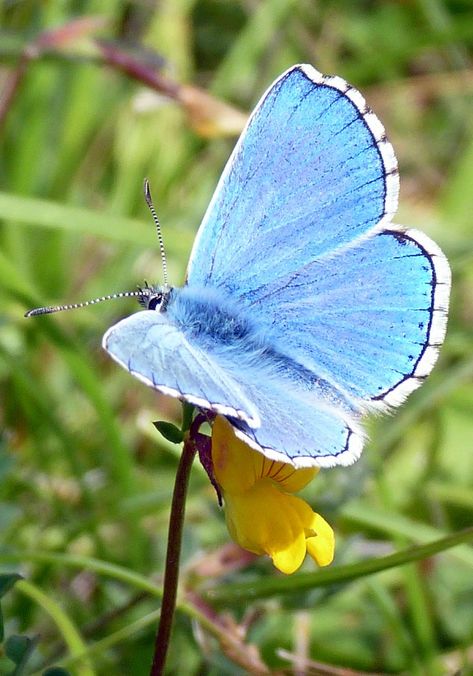 Adonis Blue Butterfly, Pretty Bugs, 14th August, Blue Butterfly, Bugs, Blue, Bugs And Insects