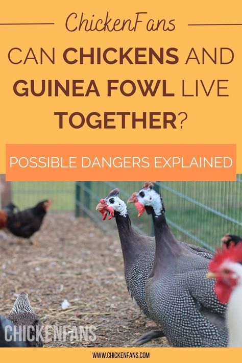 Raising more than one type of poultry is one of the many joys of backyard animal keeping. Yet, not all birds get along well, even if they seem like they should. Chickens and ducks are a popular combination, whereas raising chickens and turkeys together can be challenging. How about a more exotic combination, such as chickens and guinea fowl? Let’s find out. Backyard Animals, Meat Birds, Small Lizards, Poultry Feed, Types Of Insects, Guinea Fowl, Hen Chicken, Backyard Flocks, Keeping Chickens