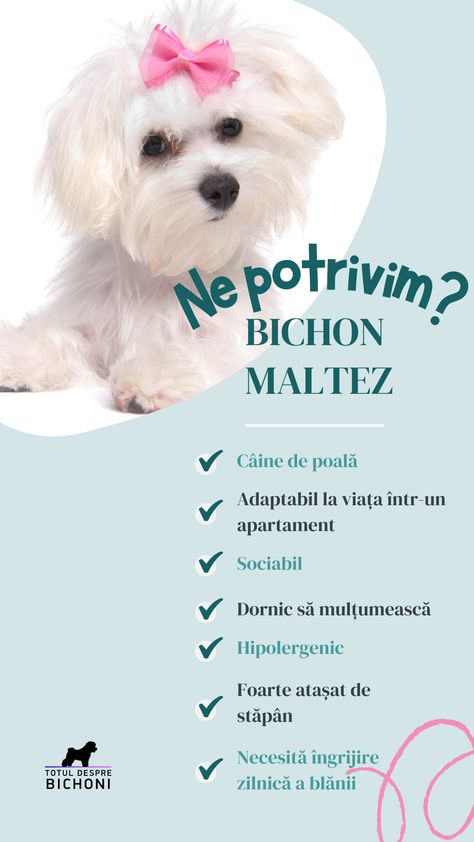 Află mai multe despre această rasă pe totuldesprebichoni.ro! Bichon Poo, Bichonpoo Full Grown, Bichon Frise Cartoon, Bichon Frise Brown, Bichon Frise Rescue, Malta