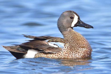 Blue Winged Teal Duck, Michigan Wildlife, Pintail Duck, Bird Reference, Teal Duck, Blue Winged Teal, Wall Art Photo, Nikon D7200, Duck Hunting