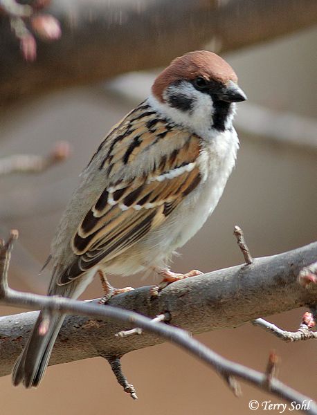 Eurasian Tree Sparrow, Tree Sparrow, Sparrow Bird, House Sparrow, Crabapple Tree, Brown House, Christmas Bird, Bird Watcher, Tree Tattoo