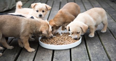 Feeding Puppies: What, When, How Feeding Puppies, Feeding Puppy, Litter Of Puppies, Animal Behaviorist, Dog Died, Homeless People, Dog Info, Rescue Dog, Large Dog Breeds