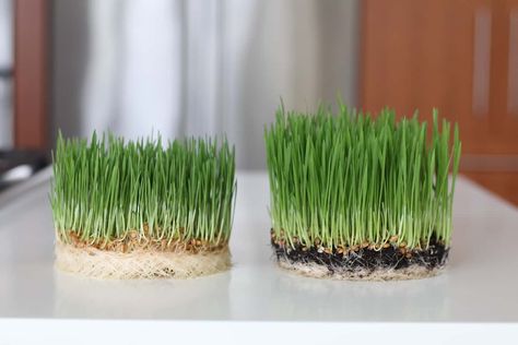 side by side comparison of wheatgrass grown with soil and without soil Wheat Grass For Cats, How To Grow Cat Grass Without Dirt, Cat Grass Indoor Ideas How To Grow, Cat Grass Water Bowl, Growing Cat Grass Indoors, Indoor Cat Grass Bed, Cat Grass Box Diy, Cat Grass Indoor Ideas, Cat Grass Indoor