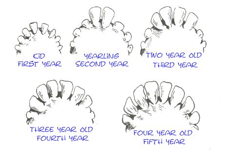 http://www.thegoatchick.com/goat-anatomy.html Goat Anatomy, Milking Goats, Liver Fluke, Rabbit Pellets, Goat Health, Goat Shelter, Eye Color Chart, Head Anatomy, Feeding Goats