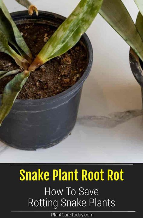 Snake Plant Root Rot: How To Save Rotting Snake Plants How To Root Snake Plant In Water, Snake Plant Root Rot, Snake Plant Rescue, Rooting Snake Plant In Water, Snake Plant Drooping Leaves, Propagating Snake Plant In Water, Why Is My Snake Plant Drooping, Snake Plant Problems, Snake Plant In Water