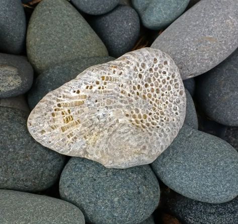 Identifying the Fossils and Corals (Crinoids, Bryozoans, Etc.) on the Beach of Lake Michigan - Owlcation Fossil Identification, Rock Identification Pictures, Lake Michigan Stones, Crinoid Fossil, Horn Coral, Rock Identification, Minerals Museum, Rock Collecting, Fossil Hunting