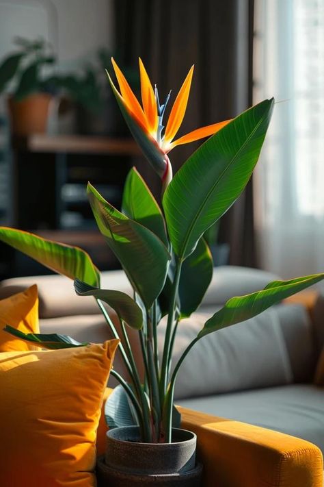 How To Divide A Bird Of Paradise: Propagation Guide Birds Paradise Plant, Bird Of Paradise Plant Indoor, Green Roof Garden, Birds Of Paradise Plant, Human Painting, Christmas Decor Trends, Bird Of Paradise Flower, Dorm Room Wall Art, Plant Wishlist