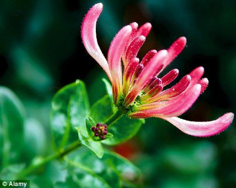 Honeysuckle Painting, Honeysuckle Photography, Cup Overflowing, Pink Honeysuckle, Fern Britton, Flower Studies, Pink Flowers Photography, Wild Honeysuckle, Honey Suckle