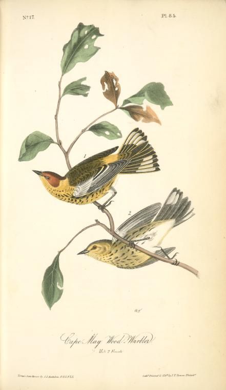 Cape May Wood-Warbler 1. Male 2. Female. Audubon Prints, Audubon Birds, Digital Gallery, Mayan Art, Plant Art Print, James Audubon, Birds Of America, Bird Book, Curious Creatures