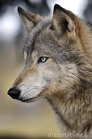 A beautiful wolf with piercing eyes, watching and waiting.... #dogsinpictures #wolf #wild Lup Singuratic, Wolf World, Wolf Husky, European Robin, Wolf Photography, Photo Animaliere, Wolf Images, Wolf Photos, Timber Wolf