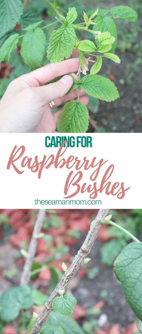 CARING FOR RASPBERRY BUSHES - Left alone, raspberry bushes are their own enemy. Here are some tips on caring for raspberry bushes for a very successful raspberry harvest. #easypeasycreativeideas #gardening #gardenideas #raspberry #diy #gardeningtips Raspberry Bushes, Raspberry Bush, Growing Raspberries, Raspberry Plants, Diy Wall Shelves, Aquaponics System, Growing Fruit, Vegetable Gardening, Left Alone