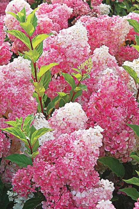 Vanilla Strawberry Hydrangea, Strawberry Hydrangea, Hydrangea Arborescens Annabelle, Hydrangea Seeds, Hydrangea Tree, Hydrangea Varieties, Types Of Hydrangeas, Hydrangea Quercifolia, Panicle Hydrangea