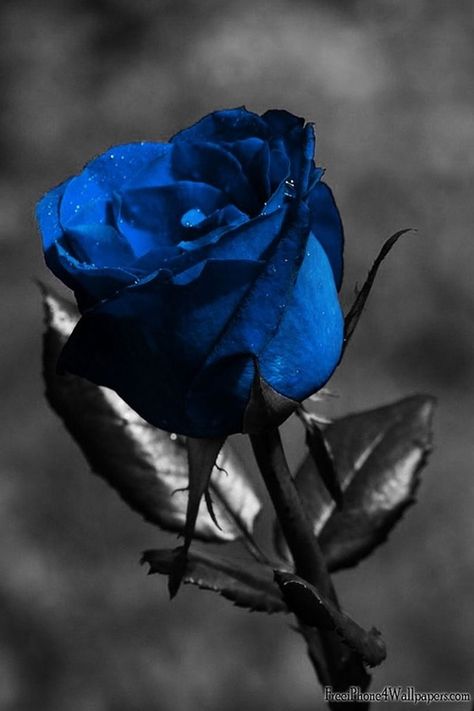 LA ROSA BLU Era Victoria, Image Bleu, Blue Roses Wallpaper, Blue Flower Wallpaper, Rose Seeds, Aesthetic Roses, Lion Images, Belle Rose, Hybrid Tea Roses