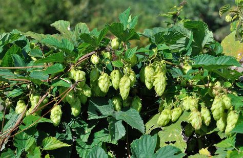 Cascade Hops via Shutterstock Hops Trellis, Deck Trellis, Hops Vine, Hops Plant, Flavored Beer, Garden Vines, Growing Grapes, Garden Landscape, Landscape Ideas