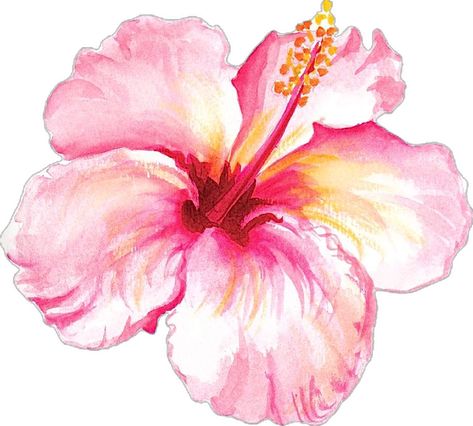 Pink Flower Sticker, Hibiscus Flower Print, Powerpoint Background Design, Flower Prints Art, Hibiscus Flower, Hibiscus Flowers, Art Floral, Pink Flower, Flower Print