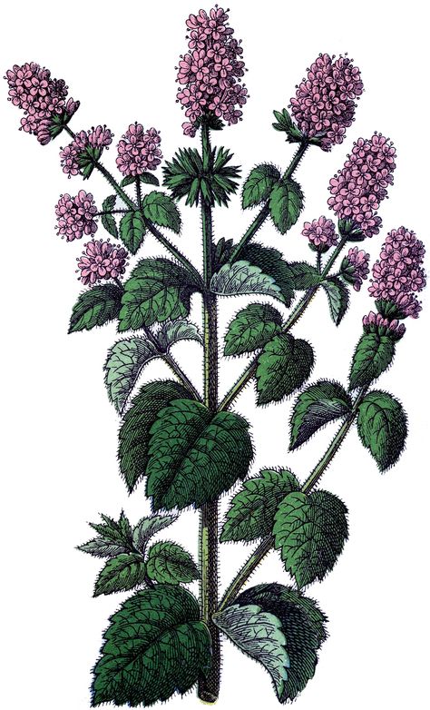 Free Vintage Mint Image Herbs Image, The Graphics Fairy, Mint Plants, Graphics Fairy, Vintage Botanical Prints, Instant Art, Flower Clipart, Vintage Botanical, Botanical Flowers