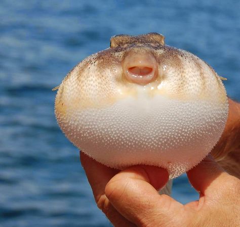 Pufferfish Wallpaper, Blow Fish, Underwater Sea Life, Balloon Fish, Fish Underwater, Fish Costume, Underwater Sea, Puffer Fish, Silly Animals