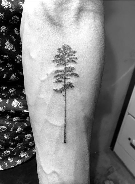 Danieljwinter@me.com Parasol Tattoo, Pin Parasol, Pine Tattoo, Tree Sleeve Tattoo, Tree Tattoo Arm, Pine Tree Drawing, Small Pine Trees, Family Tree Tattoo, Pine Tree Tattoo