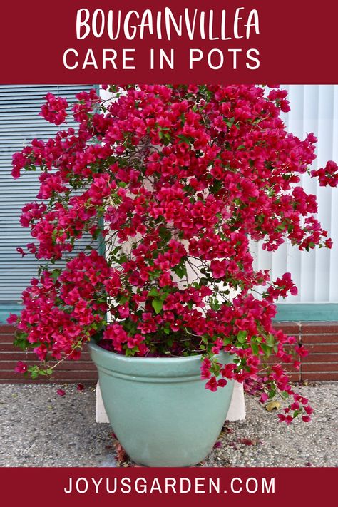 Potted Buganvilla, Potted Bougainvillea Patio, Bourgainvilier Flower, Boganvila Plant, Bouganvilla Landscaping, Buganvilla Ideas Yards, Bogenvilla Plant, Colorful Pots For Plants, Bougenville Flowers