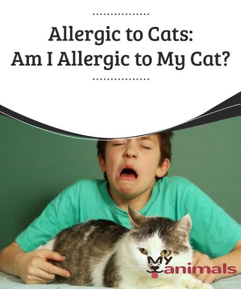 Allergic to Cats: Am I Allergic to My Cat?  Symptoms can involve nasal, ocular, dermal, and respiratory conditions. What Cats Can Eat, Toxic Plants For Cats, Allergic To Cats, Cat Run, Cat Drinking, Cat Memorial, Signs And Symptoms, Drink Milk, Cat Wallpaper