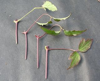 How to... take clematis cuttings. | Bluebell Cottage Gardens and Nursery Clematis Plants, Have Inspiration, Plant Cuttings, Unique Gardens, Propagating Plants, Garden Cottage, On The Ground, Lawn And Garden, How To Take