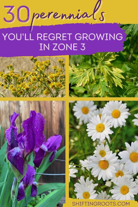 Every gardener has planted a perennial only to have it take over the garden 3 years later. Learn about the perennials you'll most regret growing in your Zone 3 garden here! Perenial Garden, Full Sun Landscaping, Dahlia Flower Garden, Shade Annuals, Full Sun Garden, Sustainable Landscape, Perennial Garden Plans, Orchard Garden, Full Sun Perennials