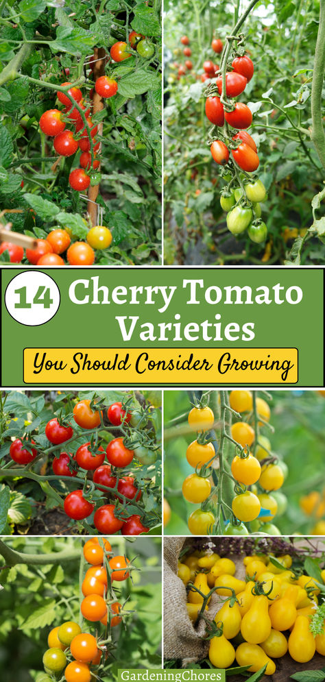 Cherry tomatoes are a delight to eat and grow, but with so many different varieties available it is hard to know which ones to choose for your garden. Cherry tomatoes come in a variety of flavors and colors, but most of them are sweet treats right off the vine. For classic red cherry tomatoes, try Tiny Tim, Sweet Million, Bumble Bee, Sweetie, Supersweet 100, or Midnight Snack and Black Cherry for a deeper red. Heirloom Cherry Tomatoes, Sweet 100 Cherry Tomatoes, Cherry Tomato Garden, Tomato Garden Trellis, Tomato Container Gardening, Produce Garden, Gardening Veggies, Growing Cherry Tomatoes, Types Of Cherries