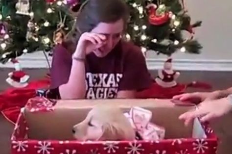 A puppy is literally the greatest gift you could ever hope to receive. | This Compilation Of People Getting Puppies For Christmas Will Make Your Heart Swell Two Sizes Dog Surprise Gift Ideas, Puppy For Christmas, Puppy Surprise, Puppy Christmas Gift, England Christmas, Visit England, Opening Presents, Golden Retriever Christmas, Lots Of People