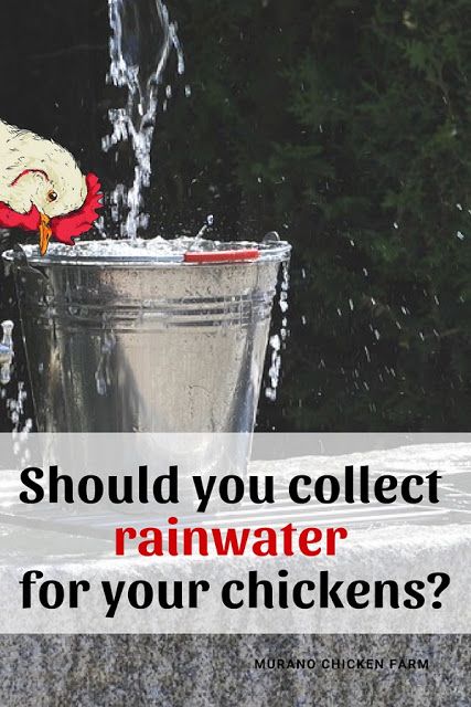 Can chickens drink rainwater? Of course they can and it's really easy to collect rainwater off the chicken coop roof to fill their waterers with. #chickens #homesteading #homestead #backyardchikens #petchickens Chicken Coop Roof, Collect Rainwater, Baby Chicks Raising, Chicken Waterer, Raising Backyard Chickens, Laying Hens, Farm Living, Rain Collection, Keeping Chickens