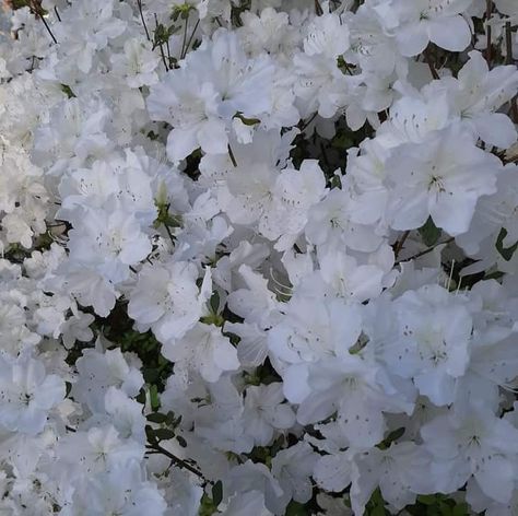 White Azaleas, Angel Core, White Azalea, Board Art, Pretty Plants, Pretty Flowers, Beautiful Artwork, Art Boards, White Flowers