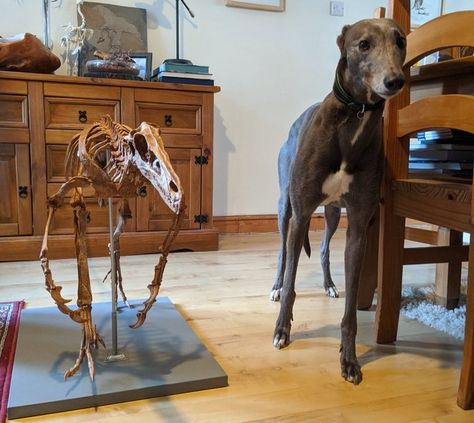 (22) Uživatel Mark Witton na Twitteru: „We test-mounted a Velociraptor skeleton yesterday, allowing comparison with our greyhound, Beau. She's a large-ish dog (27kg), and we all know Vel. was no giant, but it's surprising to see the skeleton so dwarfed by a common family pet. Puts a new spin on Velociraptor for me. https://t.co/c2OPBv7qJC“ / Twitter Velociraptor Skeleton, The Skeleton, Prehistoric Animals, Family Pet, Jurassic Park, Greyhound, Large Dogs, Reptiles, Skeleton