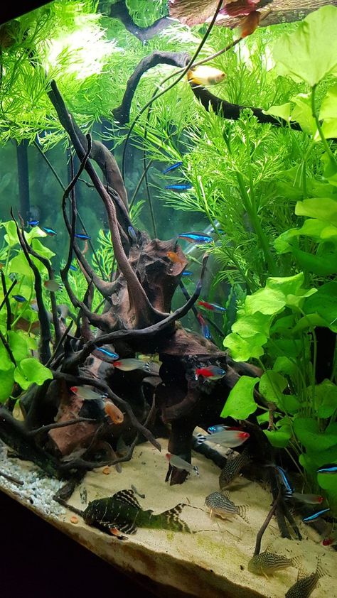 Natural Aquarium Ideas, Amazing Aquariums, Fish Tank Terrarium, Cool Fish Tanks, Fish Tank Design, Tropical Fish Aquarium, Tropical Fish Tanks, Aquarium Terrarium, Aquarium Landscape