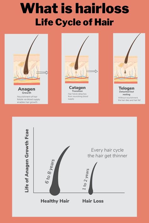 Esthetician Learning, Anagen Catagen Telogen, Hair Anatomy, Photography Cosmetics, Arrival Poster, Best Laser Hair Removal, Hair Science, Hair Facts, Hairdressing Training