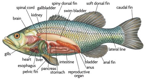 Image from https://wavemakersrq.files.wordpress.com/2014/11/bony-fish-anatomy.gif. Anatomi Dan Fisiologi, Mullet Fish, Fish Anatomy, Vet Tech Student, Heart Diagram, New England Aquarium, Vet Medicine, Biology Art, Vet School