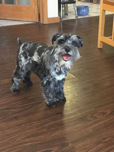 Blue Merle Schnauzer, Merle Schnauzer Puppy, Merle Mini Schnauzer, Merle Schnoodle, Merle Schnauzer, Parti Schnauzer, Schnauzer Breed, Mini Schnauzer Puppies, Mini Schnauzers