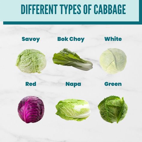 Cabbage Types, Smothered Cabbage, Types Of Cabbage, Plant Kingdom, Essential Oils For Pregnancy, Baby Feeding Schedule, Cabbage Recipe, Digestive Tract, Health Hacks